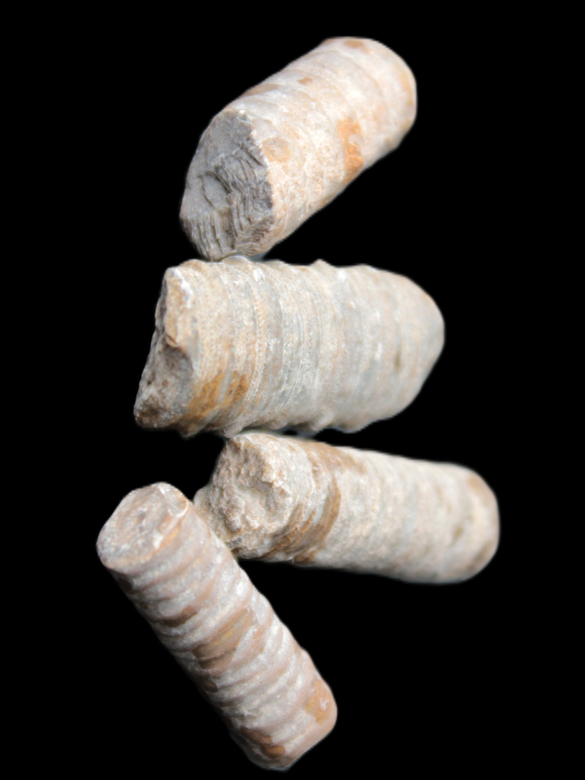 Crinoid stem fossil specimens
