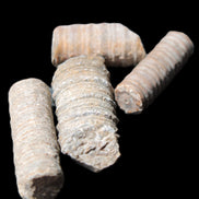 Crinoid stem fossil specimens
