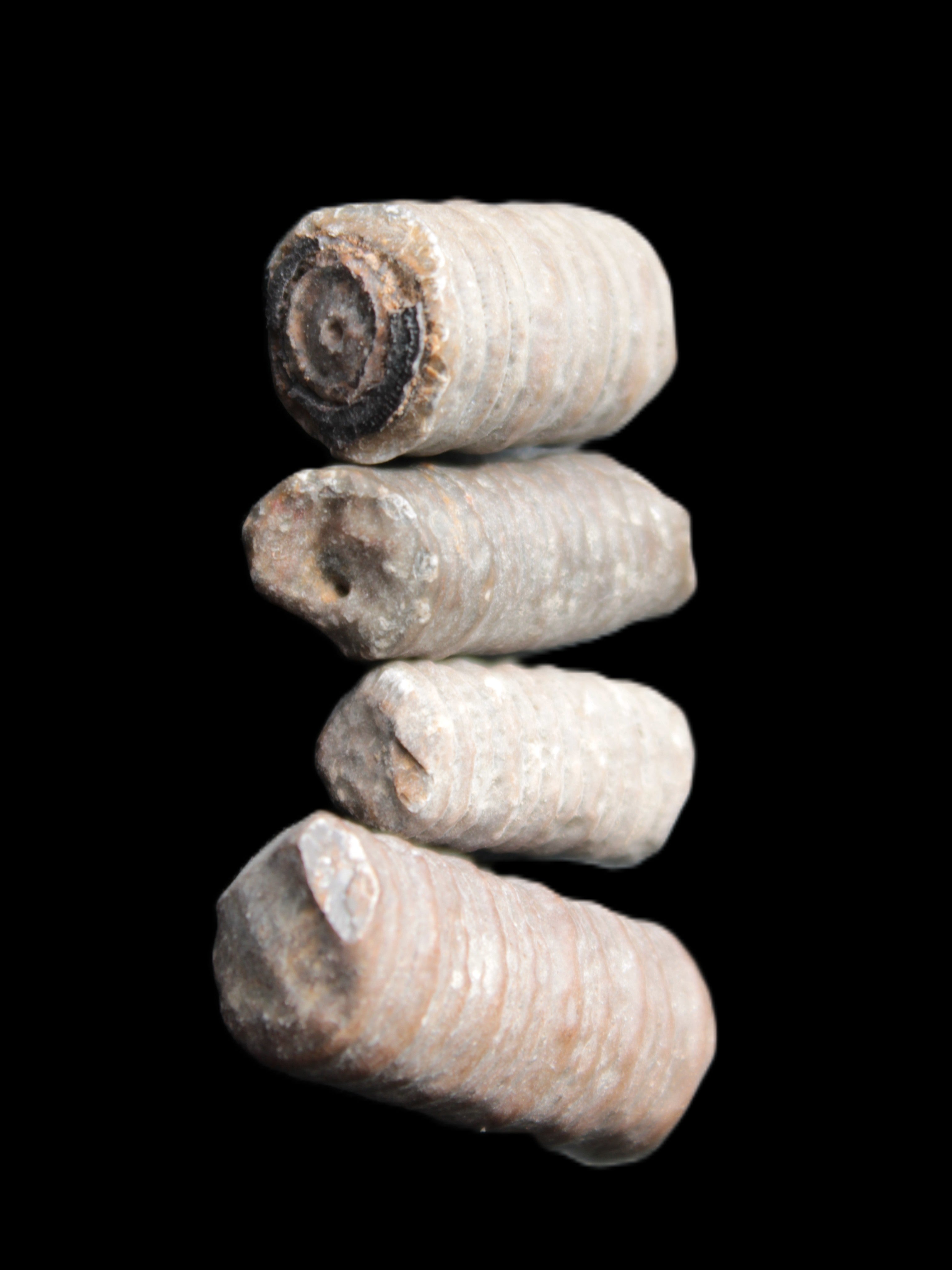 Crinoid stem fossil specimens