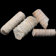 Crinoid stem fossil specimens