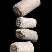 Crinoid stem fossil specimens