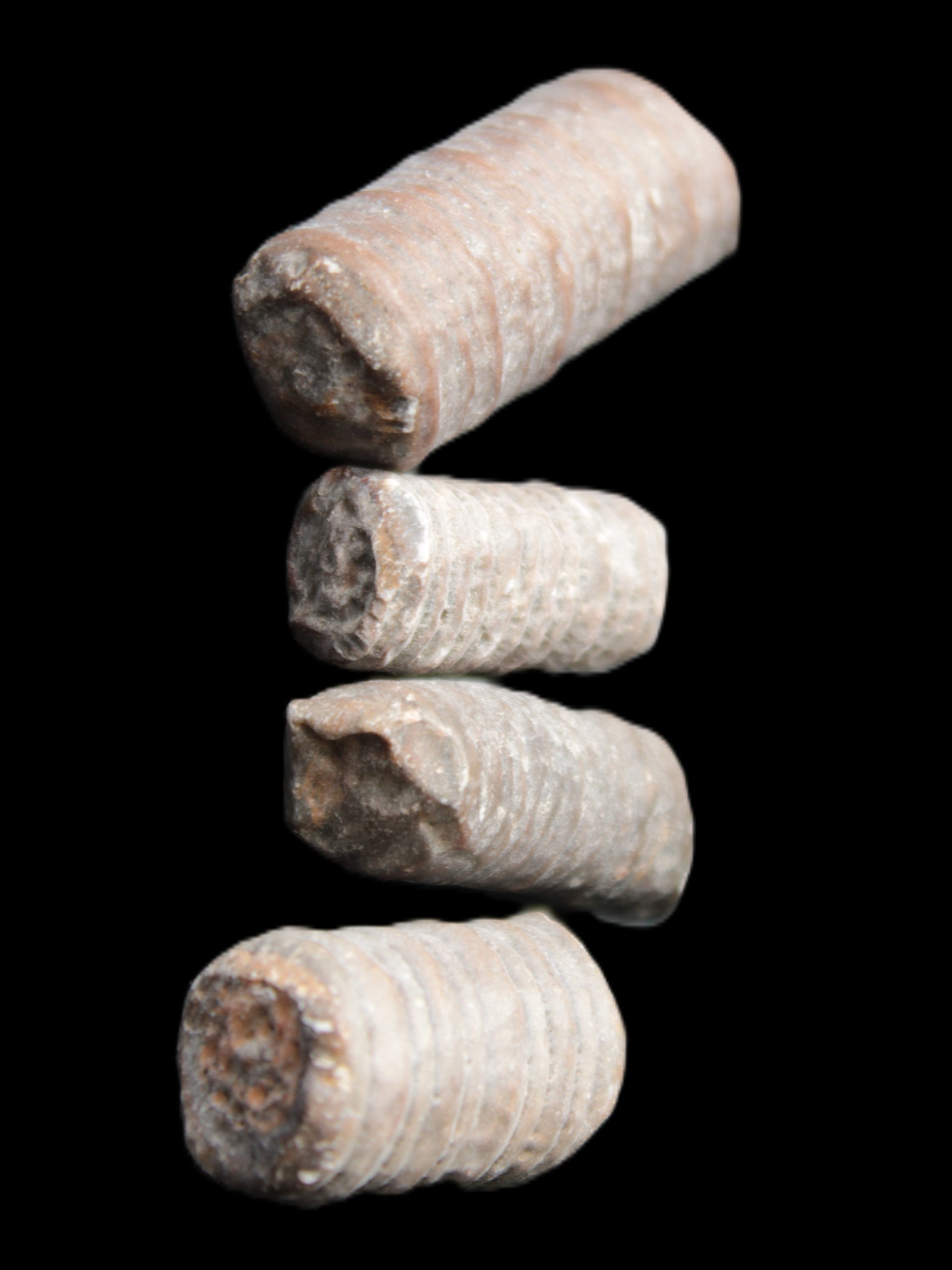 Crinoid stem fossil specimens