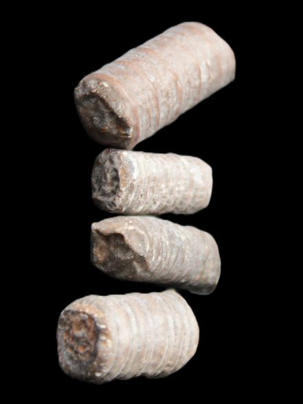 Crinoid stem fossil specimens