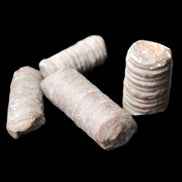 Crinoid stem fossil specimens