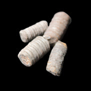 Crinoid stem fossil specimens
