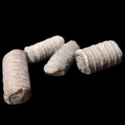 Crinoid stem fossil specimens