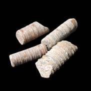 Crinoid stem fossil specimens