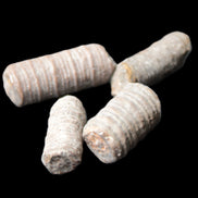 Crinoid stem fossil specimens