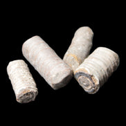 Crinoid stem fossil specimens