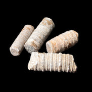 Crinoid stem fossil specimens