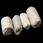 Crinoid stem fossil specimens