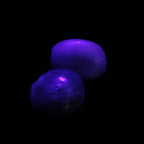 Purple/Lilac Kunzite 2 polished crystals 10g in UV light - Rocks and Things Store