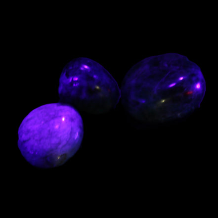 Neon Blue Apatite 3 tumbled stones 16-17g in UV light - Rocks and Things Store