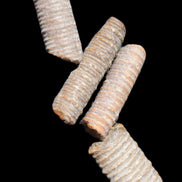 Crinoid stem fossil specimens