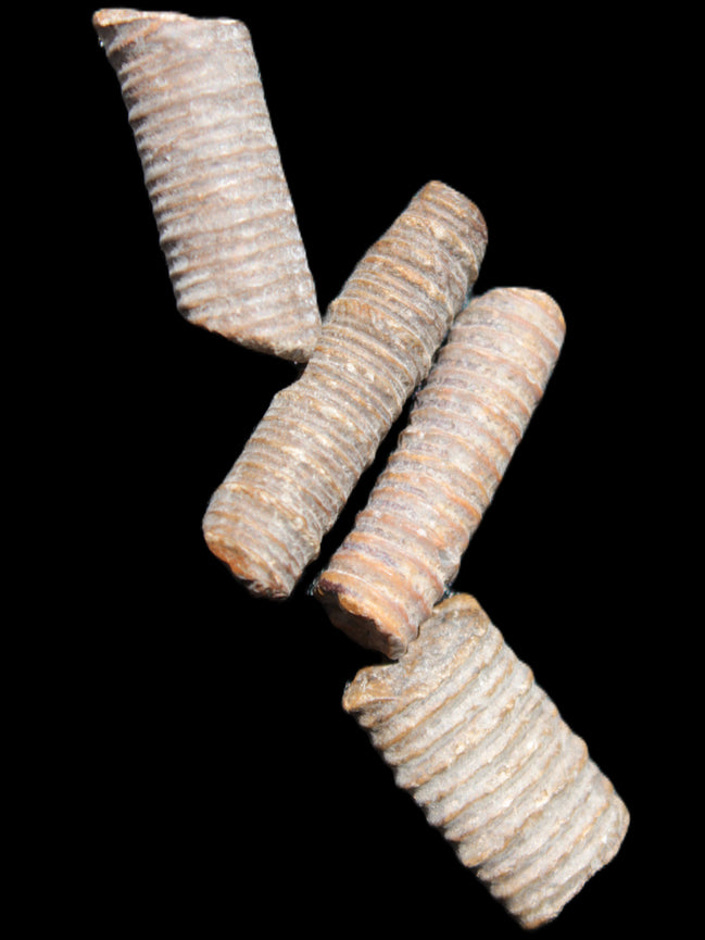 Crinoid stem fossil specimens in sunlight - Rocks and Things Store