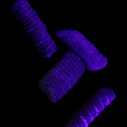 Crinoid stem fossil specimens