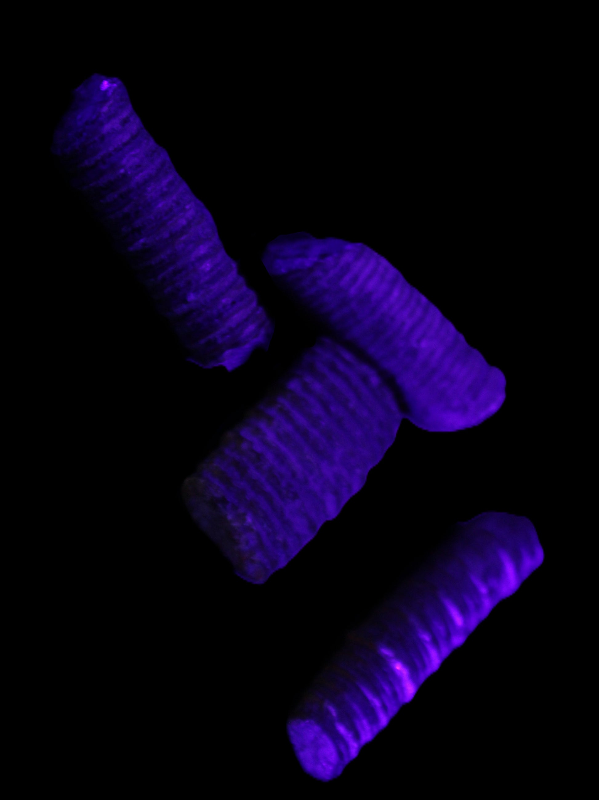 Crinoid stem fossil specimens
