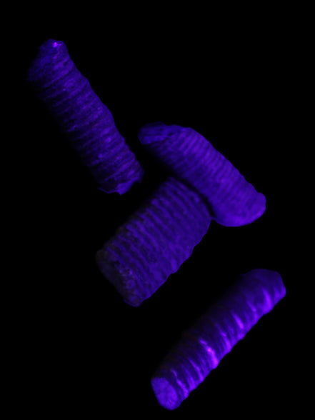Crinoid stem fossil specimens