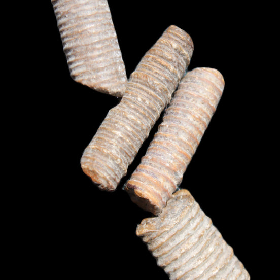 Crinoid stem fossil specimens in sunlight - Rocks and Things Store