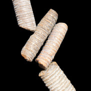 Crinoid stem fossil specimens