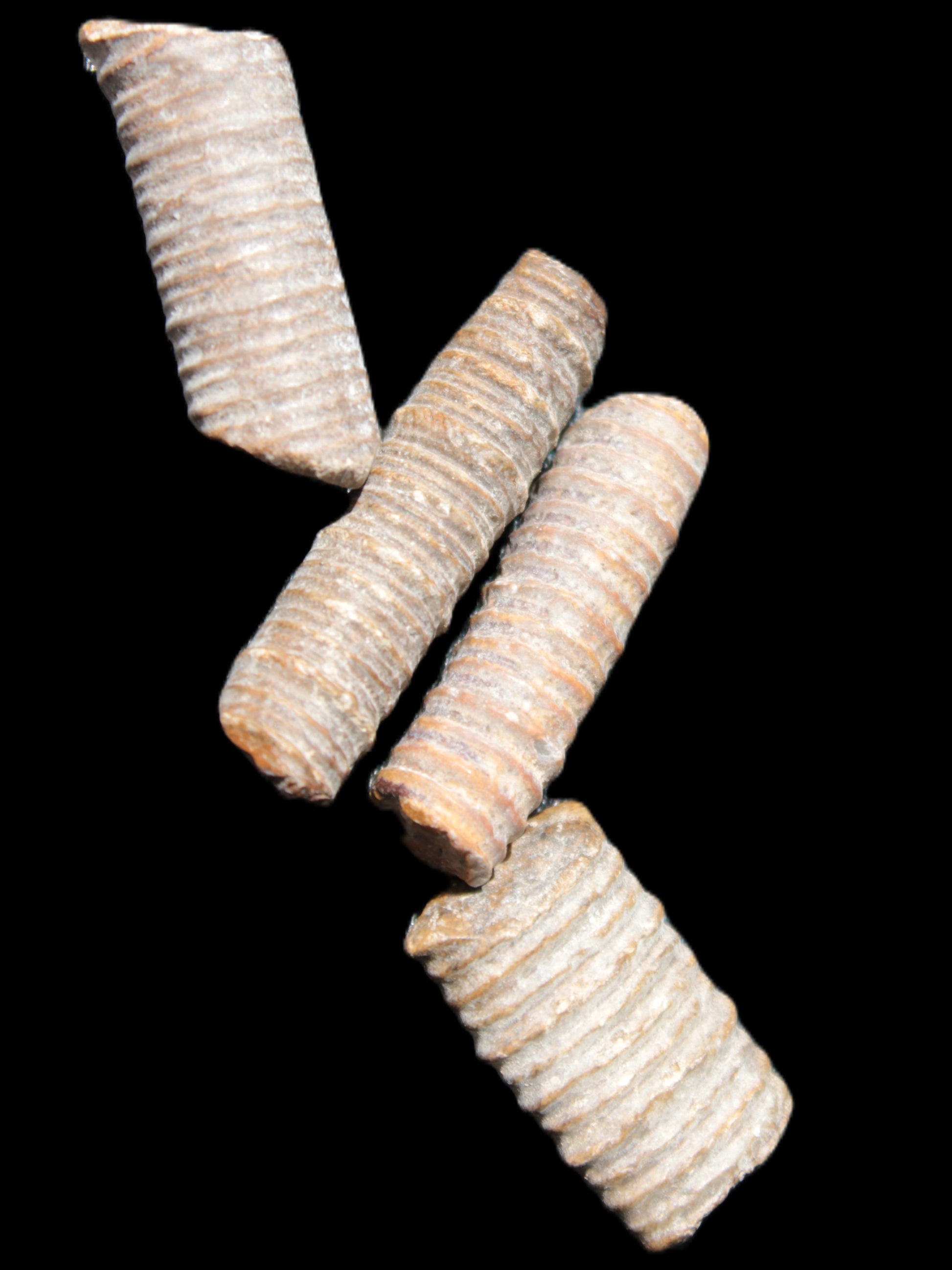 Crinoid stem fossil specimens