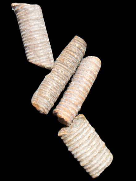 Crinoid stem fossil specimens