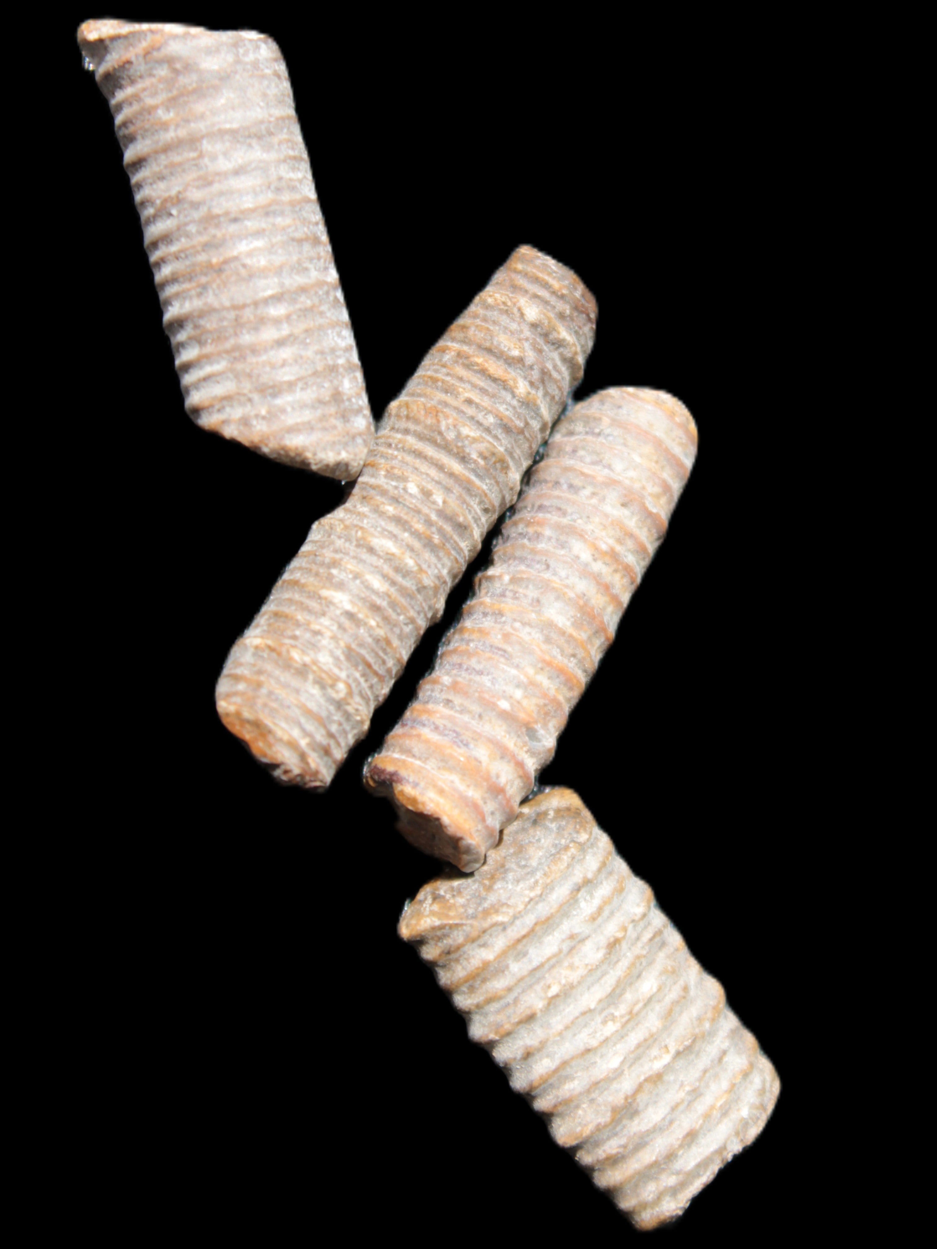 Crinoid stem fossil specimens