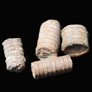 Crinoid stem fossil specimens