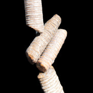 Crinoid stem fossil specimens