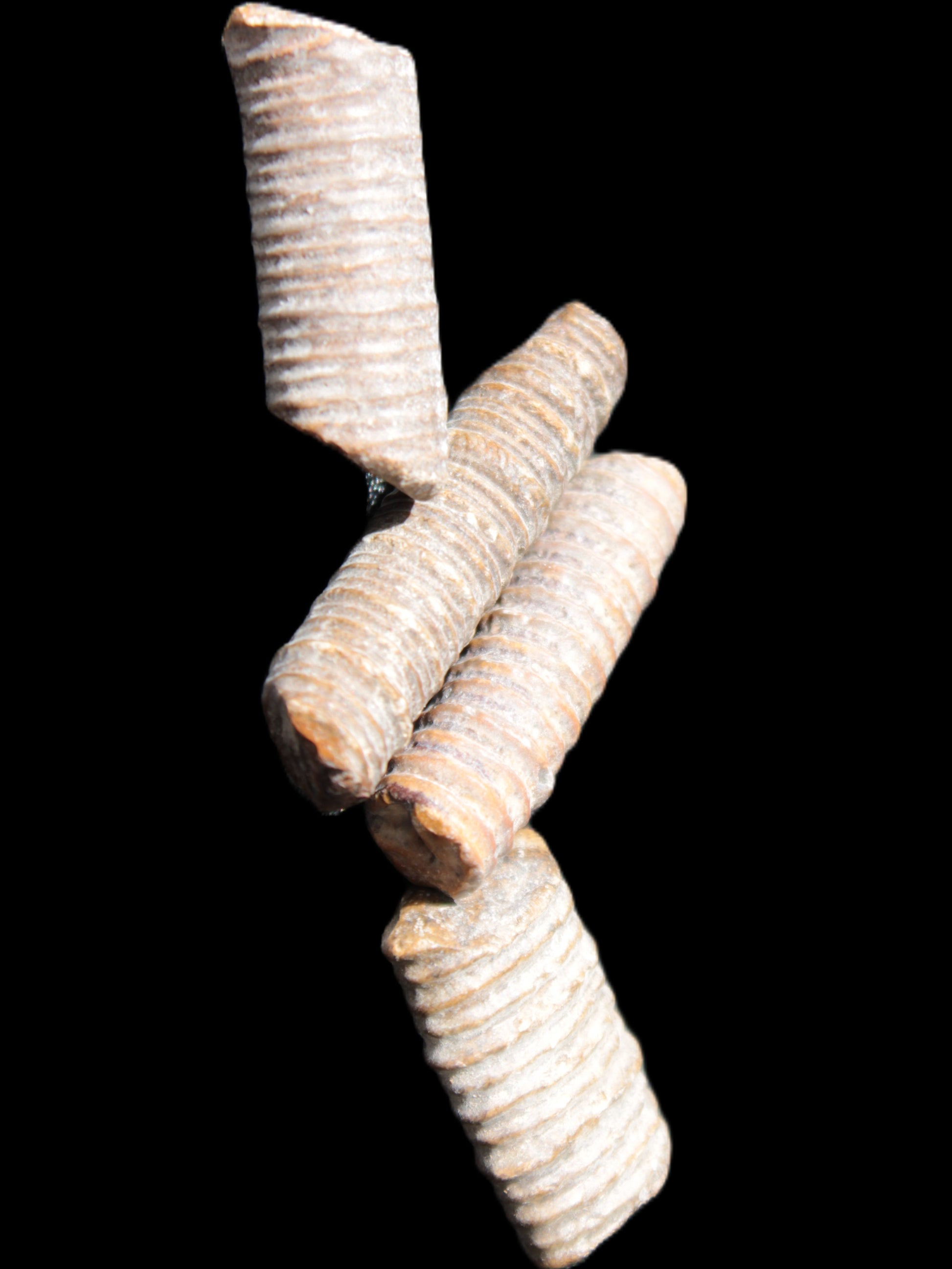 Crinoid stem fossil specimens
