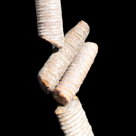Crinoid stem fossil specimens in sunlight - Rocks and Things Store