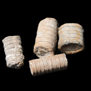 Crinoid stem fossil specimens