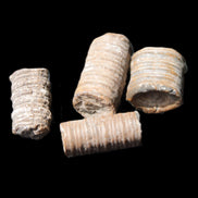 Crinoid stem fossil specimens