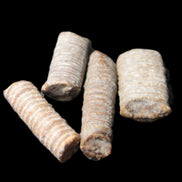 Crinoid stem fossil specimens