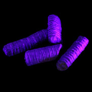 Crinoid stem fossil specimens