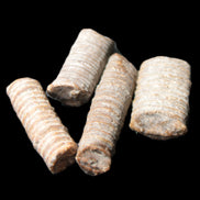 Crinoid stem fossil specimens