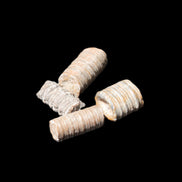 Crinoid stem fossil specimens