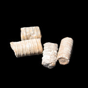 Crinoid stem fossil specimens