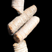 Crinoid stem fossil specimens
