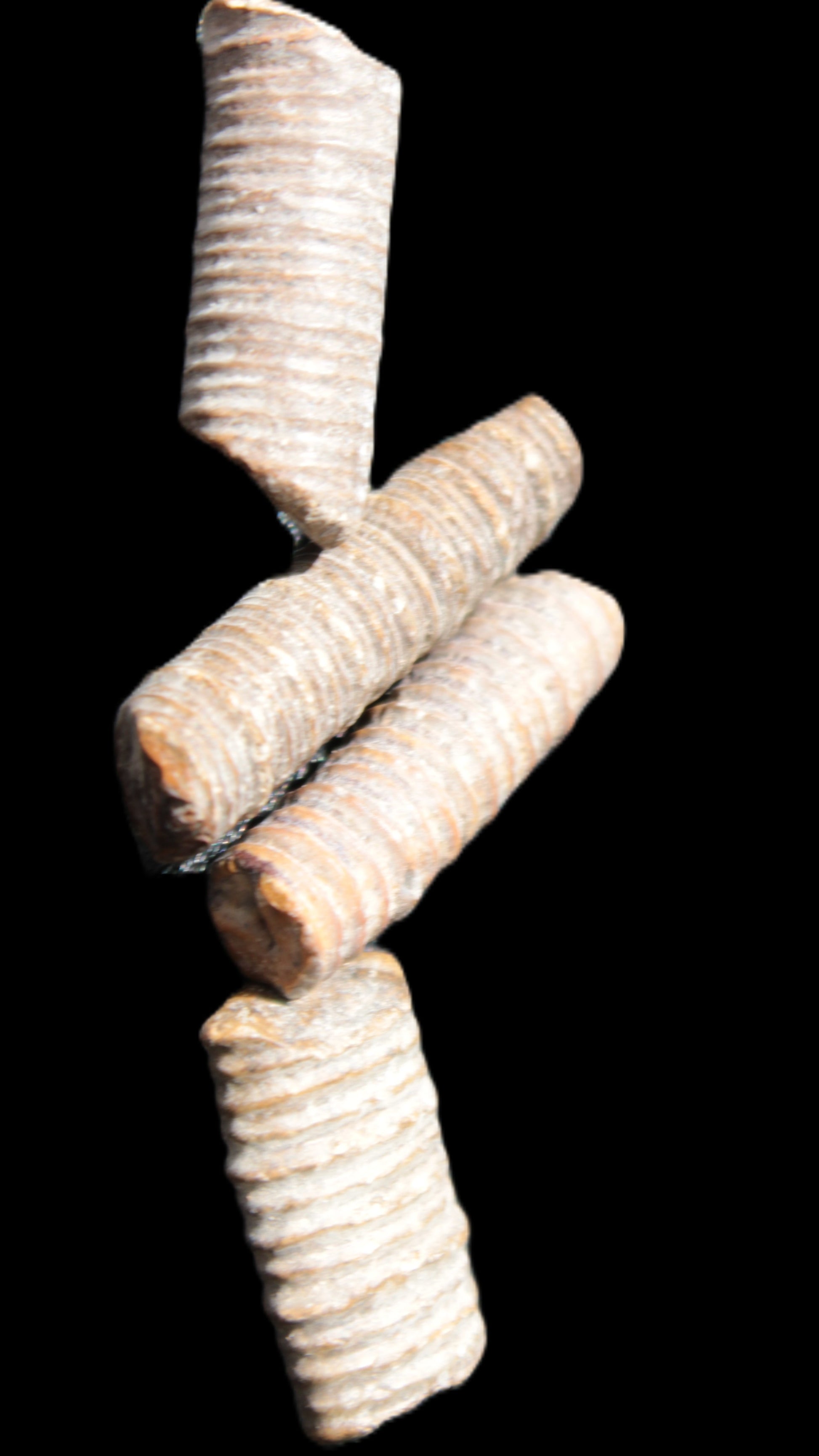 Crinoid stem fossil specimens