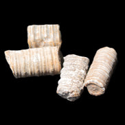 Crinoid stem fossil specimens