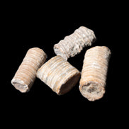 Crinoid stem fossil specimens