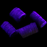 Crinoid stem fossil specimens