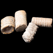 Crinoid stem fossil specimens