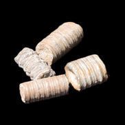 Crinoid stem fossil specimens
