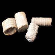 Crinoid stem fossil specimens