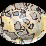 Septarian Dragon Stone bowl 189*148*60mm 2140g in sunlight - Rocks and Things Store