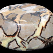 Septarian Dragon Stone bowl 189*148*60mm 2140g in sunlight - Rocks and Things Store