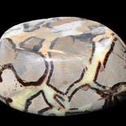 Septarian Dragon Stone bowl 189*148*60mm 2140g in sunlight - Rocks and Things Store