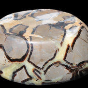 Septarian Dragon Stone bowl 189*148*60mm 2140g in sunlight - Rocks and Things Store